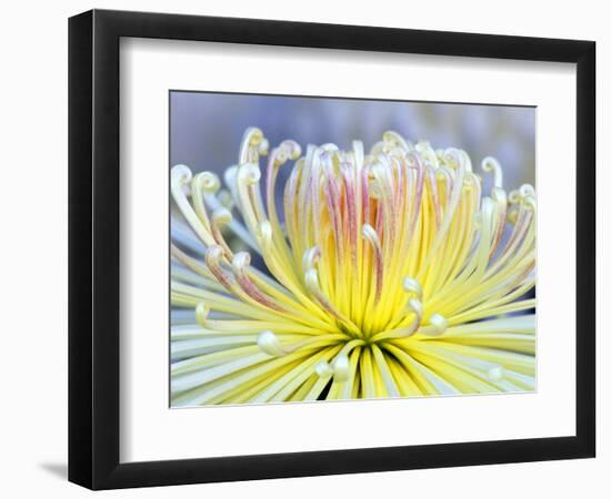 Chrysanthemum, Asakusa, Tokyo, Japan-Rob Tilley-Framed Photographic Print