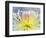 Chrysanthemum, Asakusa, Tokyo, Japan-Rob Tilley-Framed Photographic Print