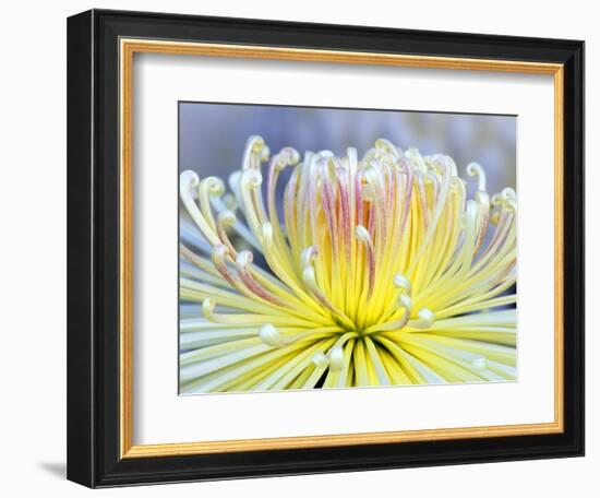 Chrysanthemum, Asakusa, Tokyo, Japan-Rob Tilley-Framed Photographic Print