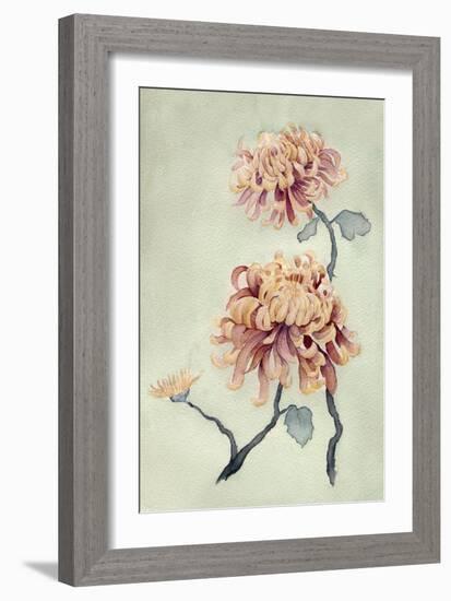 Chrysanthemum Beauty I-Natasha Chabot-Framed Art Print