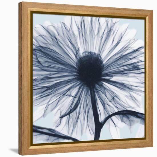 Chrysanthemum Blues-Albert Koetsier-Framed Stretched Canvas