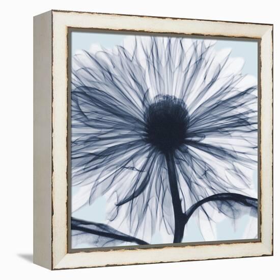 Chrysanthemum Blues-Albert Koetsier-Framed Stretched Canvas