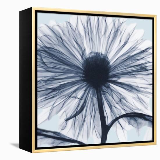 Chrysanthemum Blues-Albert Koetsier-Framed Stretched Canvas