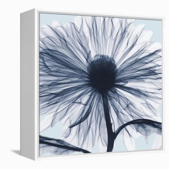 Chrysanthemum Blues-Albert Koetsier-Framed Stretched Canvas