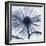 Chrysanthemum Blues-Albert Koetsier-Framed Photographic Print