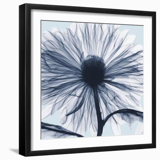 Chrysanthemum Blues-Albert Koetsier-Framed Photographic Print