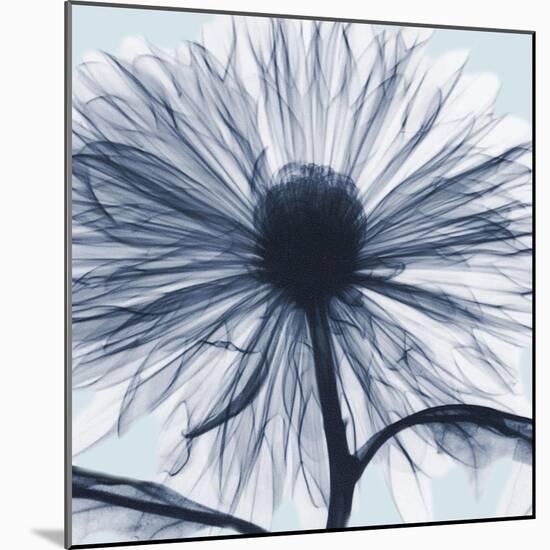 Chrysanthemum Blues-Albert Koetsier-Mounted Photographic Print