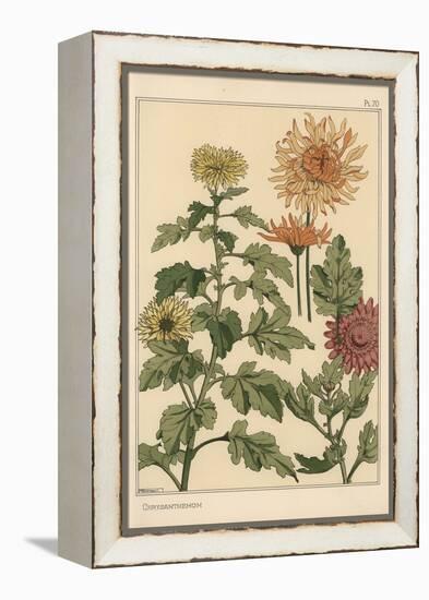 Chrysanthemum Botanical Study, 1897 (Lithograph)-Eugene Grasset-Framed Premier Image Canvas