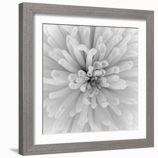 Chrysanthemum Centre-Assaf Frank-Framed Giclee Print