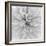 Chrysanthemum Centre-Assaf Frank-Framed Giclee Print