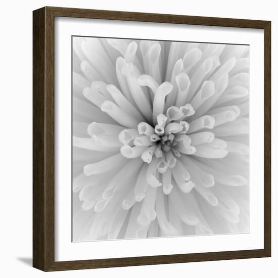 Chrysanthemum Centre-Assaf Frank-Framed Giclee Print