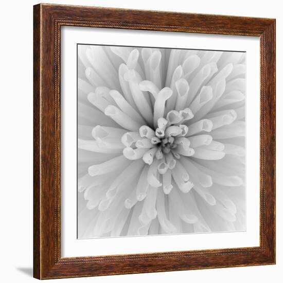 Chrysanthemum Centre-Assaf Frank-Framed Giclee Print