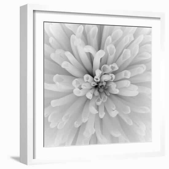 Chrysanthemum Centre-Assaf Frank-Framed Giclee Print