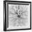 Chrysanthemum Centre-Assaf Frank-Framed Giclee Print