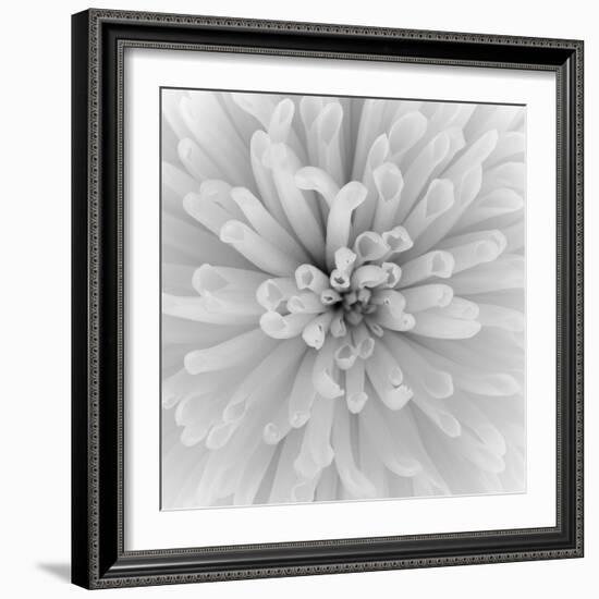 Chrysanthemum Centre-Assaf Frank-Framed Giclee Print