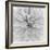 Chrysanthemum Centre-Assaf Frank-Framed Giclee Print