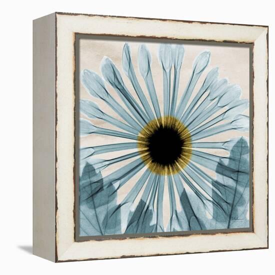 Chrysanthemum Close-Up-Albert Koetsier-Framed Stretched Canvas