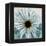 Chrysanthemum Close-Up-Albert Koetsier-Framed Stretched Canvas