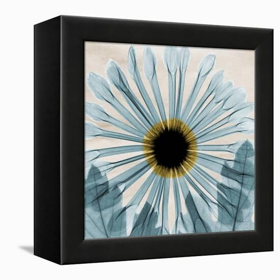 Chrysanthemum Close-Up-Albert Koetsier-Framed Stretched Canvas