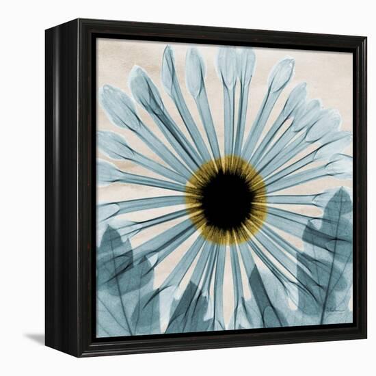 Chrysanthemum Close-Up-Albert Koetsier-Framed Stretched Canvas