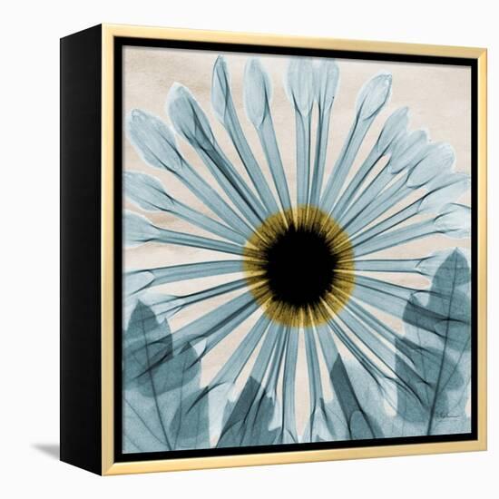 Chrysanthemum Close-Up-Albert Koetsier-Framed Stretched Canvas