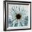 Chrysanthemum Close-Up-Albert Koetsier-Framed Art Print