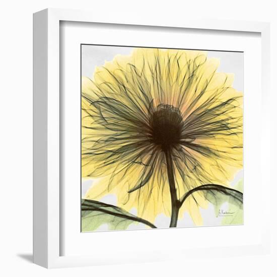 Chrysanthemum Close-Up-Albert Koetsier-Framed Art Print