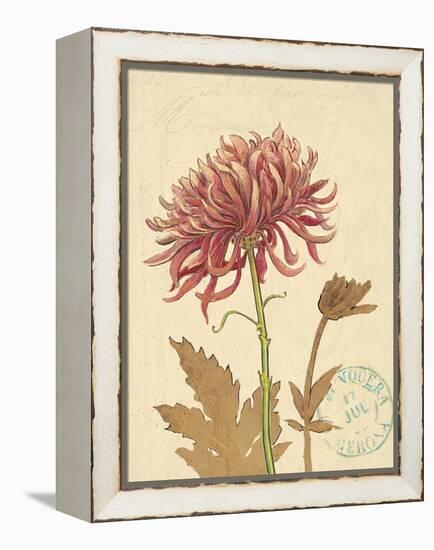 Chrysanthemum Curiosity-Chad Barrett-Framed Stretched Canvas