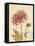 Chrysanthemum Curiosity-Chad Barrett-Framed Stretched Canvas