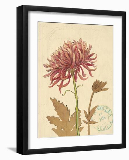 Chrysanthemum Curiosity-Chad Barrett-Framed Art Print