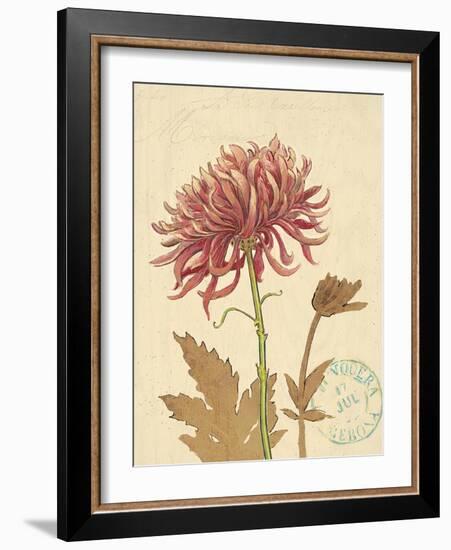 Chrysanthemum Curiosity-Chad Barrett-Framed Art Print