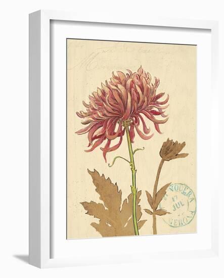 Chrysanthemum Curiosity-Chad Barrett-Framed Art Print