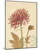 Chrysanthemum Curiosity-Chad Barrett-Mounted Art Print
