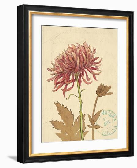 Chrysanthemum Curiosity-Chad Barrett-Framed Art Print