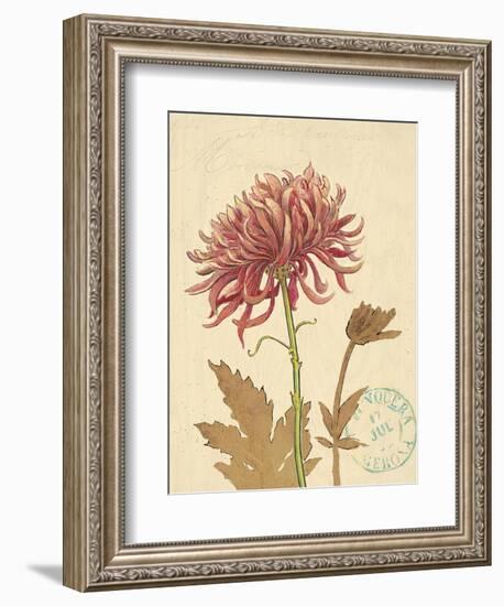 Chrysanthemum Curiosity-Chad Barrett-Framed Art Print