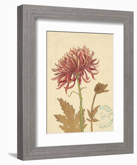 Chrysanthemum Curiosity-Chad Barrett-Framed Art Print