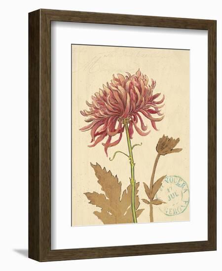 Chrysanthemum Curiosity-Chad Barrett-Framed Art Print