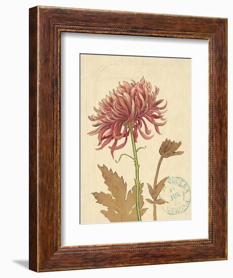 Chrysanthemum Curiosity-Chad Barrett-Framed Art Print