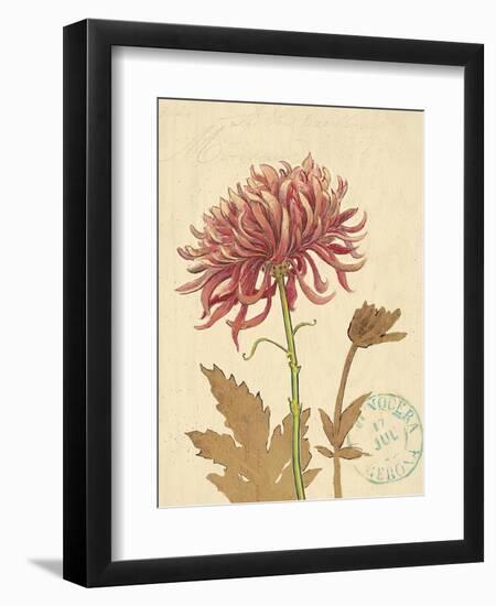 Chrysanthemum Curiosity-Chad Barrett-Framed Art Print