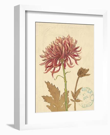 Chrysanthemum Curiosity-Chad Barrett-Framed Art Print