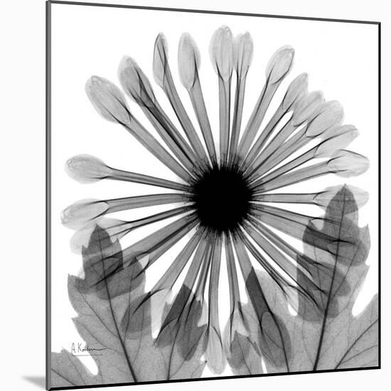 Chrysanthemum Drama-Albert Koetsier-Mounted Photographic Print