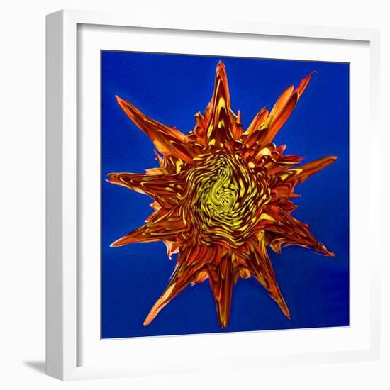 Chrysanthemum Explosion-Charles Bowman-Framed Photographic Print