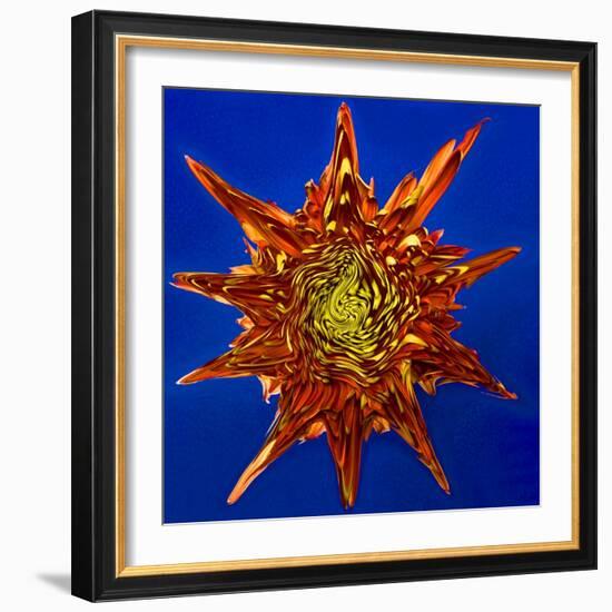 Chrysanthemum Explosion-Charles Bowman-Framed Photographic Print