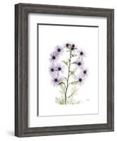 Chrysanthemum Family-Albert Koetsier-Framed Premium Giclee Print