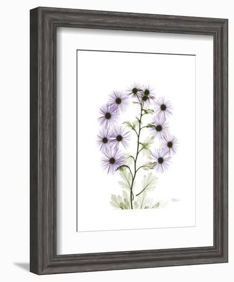 Chrysanthemum Family-Albert Koetsier-Framed Premium Giclee Print