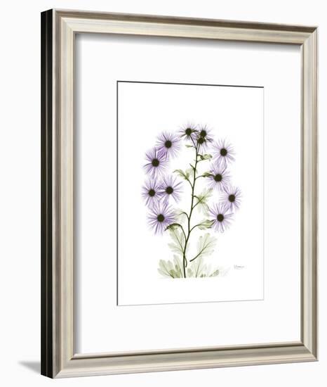 Chrysanthemum Family-Albert Koetsier-Framed Premium Giclee Print