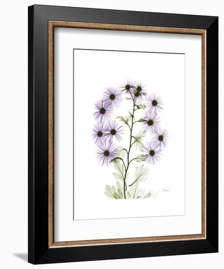 Chrysanthemum Family-Albert Koetsier-Framed Premium Giclee Print