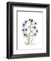 Chrysanthemum Family-Albert Koetsier-Framed Premium Giclee Print