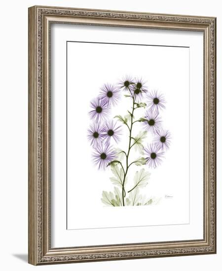 Chrysanthemum Family-Albert Koetsier-Framed Premium Giclee Print