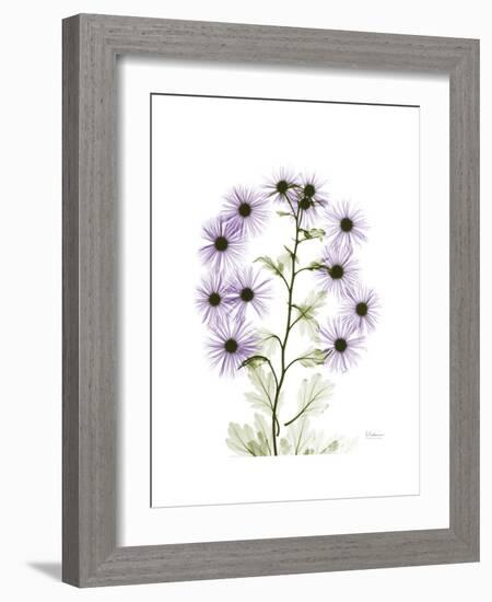 Chrysanthemum Family-Albert Koetsier-Framed Premium Giclee Print